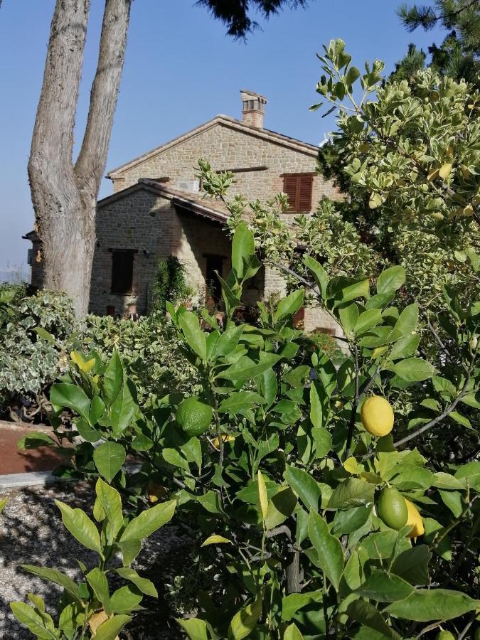 Casale San Martino Agriturismo Bio Sant'Angelo in Pontano Eksteriør bilde
